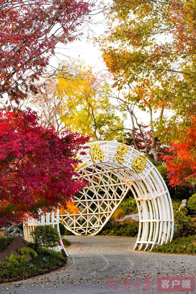 印象港区｜满目金黄，是秋写给冬的告白