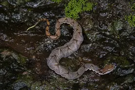 上山遭遇ta们前后“攻击”，临安大姐为了这最鲜的一口差点丧命图片