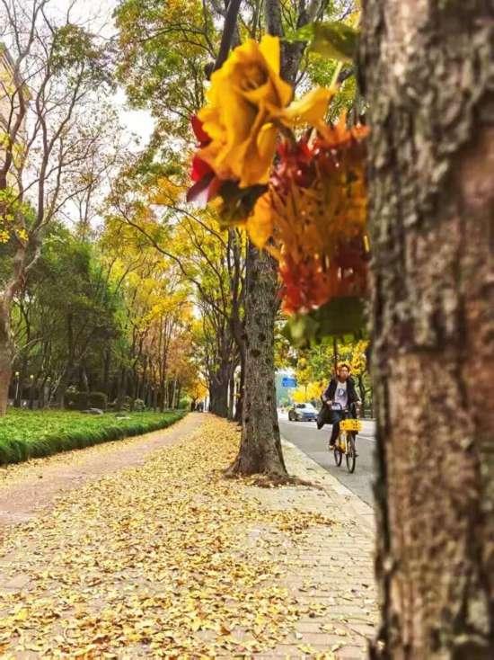 这场秋日浪漫别错过 申城落叶道体验进入倒计时