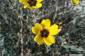 辨词：小檗叶蔷薇 “檗”bò？bó？bì？图片
