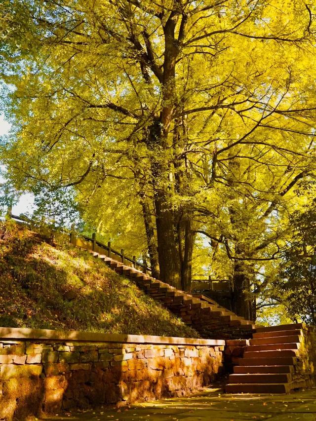 蒙顶山的银杏你不必问，绝对值得一场奔赴！