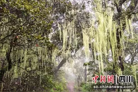 四川雅江：松茸采摘季采销两旺图片