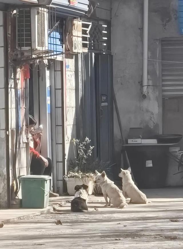 崔庙藏不住了！一碗凉皮竟吃哭了刚来3年的“牛马”打工人