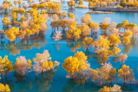 金秋胡杨林美到了巅峰图片