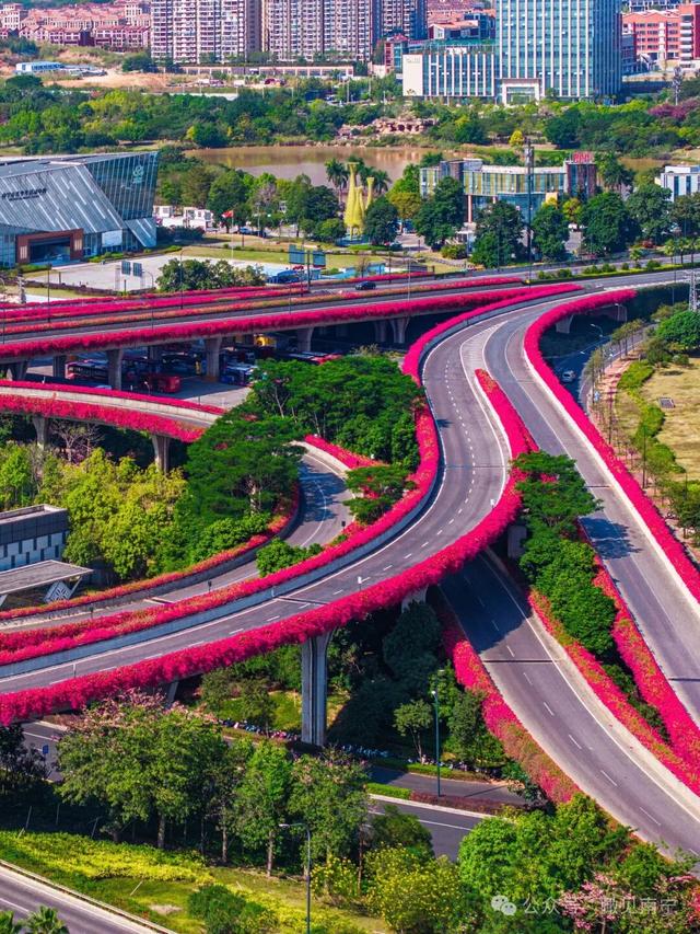 秋染良庆！异木棉粉、三角梅艳，这片土地藏着最缤纷的秋日浪漫