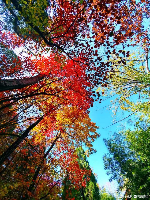 醉美深秋！济南红叶谷红叶引来大批游客