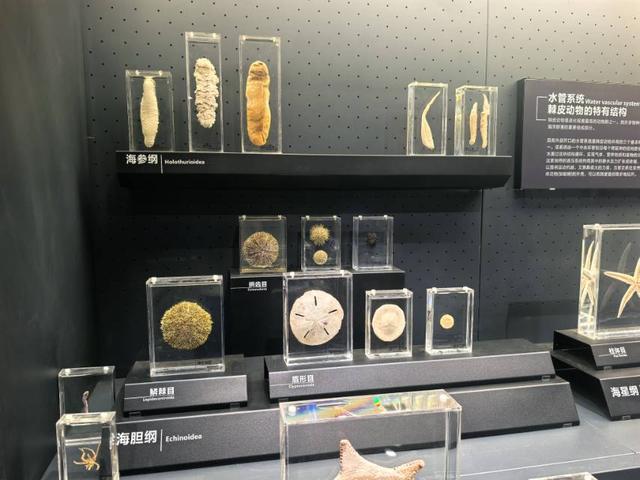 这里是青岛｜海大海洋生物博物馆免费开放，3000余标本展现海底奇幻