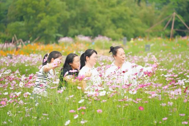 龙华，花海“大爆发”