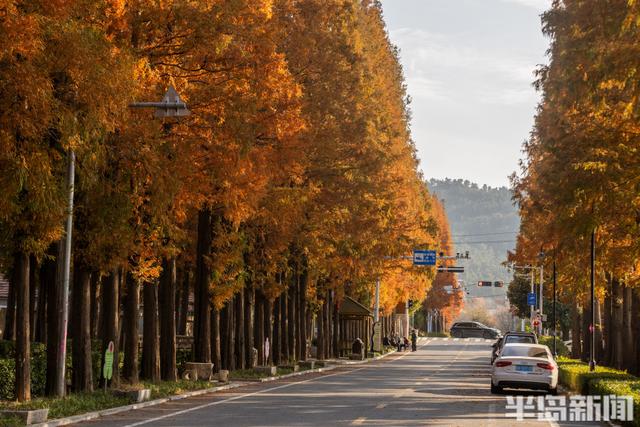 冬游青岛｜这座小村庄里“藏”着一条水杉大道，1978年栽种如今千株傲立！