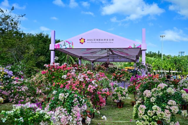 繁花盛宴邀你共赏，2025深圳簕杜鹃赏花周来啦！