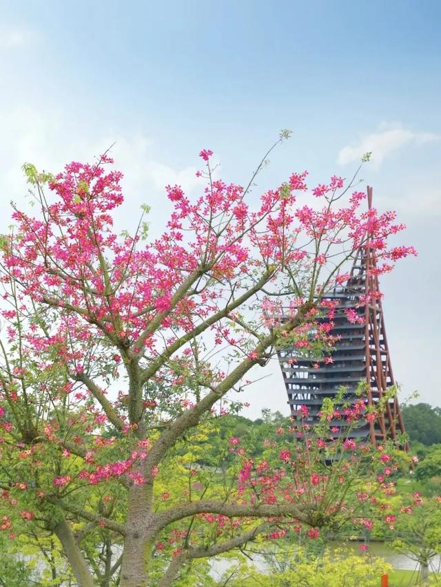 南宁秋日赏花攻略，带你一键解锁这份限定版的秋花图鉴！