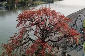 广东佛山：木棉花盛放吸引游人图片