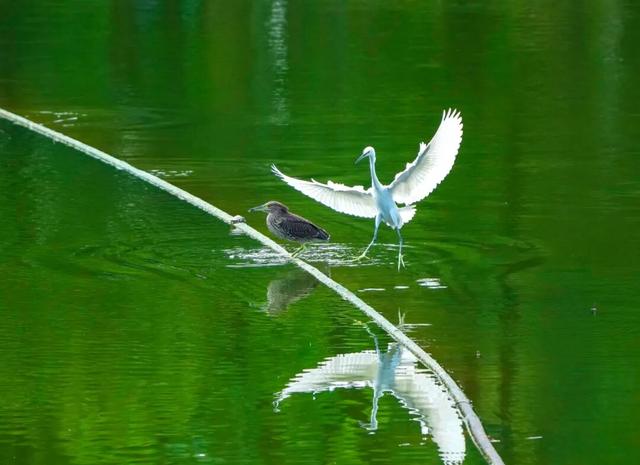 水清、岸绿、景美！越秀，“掂水”！