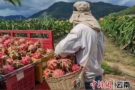 孟连县勐马镇：火龙果结出乡村振兴“致富果”图片