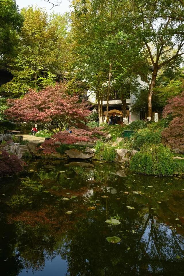 想你的“枫”，红了！终于红了！