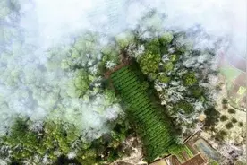 ​一位90后茶二代以“数字沸水”沏出望海新茶图片