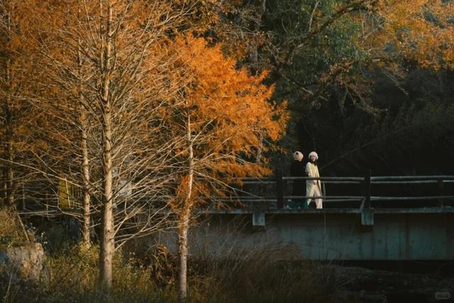 美“枫”了！九峰村迎来颜值巅峰！