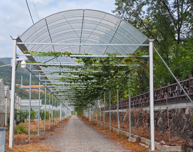 莲都人周末新去处！打卡“现实版开心农场”