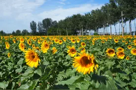 抓紧去！通州这镇200亩向日葵花海，怒放至月底：张张出大片！图片