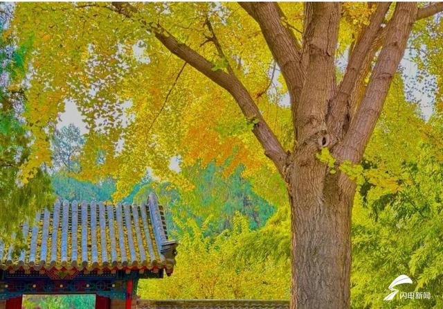 组图丨岱庙初冬美如诗 银杏书写“暖冬情书”