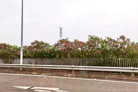 全株有毒！别碰！重庆路边很常见……图片