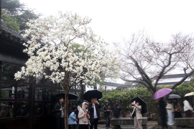 江苏苏州：雨中赏花 别有韵味
