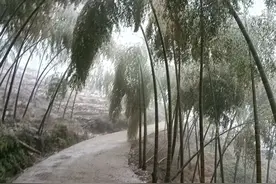 福建下雪了！图片