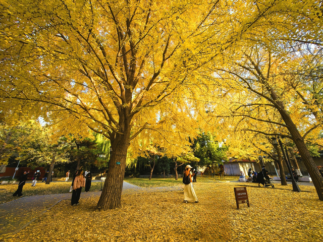 有一种美，叫“地坛的秋”