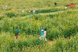 太童话！彩色油菜花你见过吗？柳州这个“莫奈花园”藏在这~图片