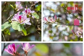 🥰柳州紫荆花，开了！多图直击→图片