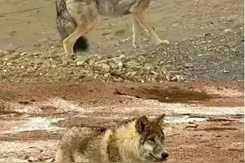 因投喂走红的野生动物们：小狐狸死在雪地里，峨眉猴为抢食扑倒一男孩致其跌落图片