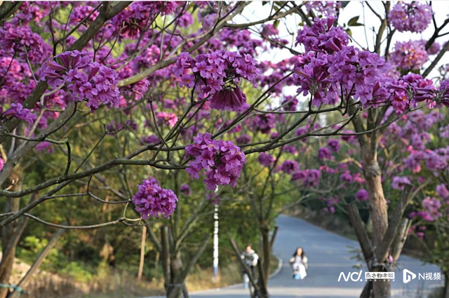 暖冬紫霞映好心湖，茂名露天矿生态公园300株风铃木盛放