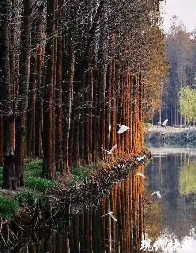 助力苏超，畅游水乡！江苏兴化文旅放大招：对全球游客免门票