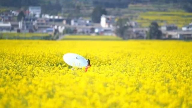 楚雄花开成海！你期盼的春天提前来了