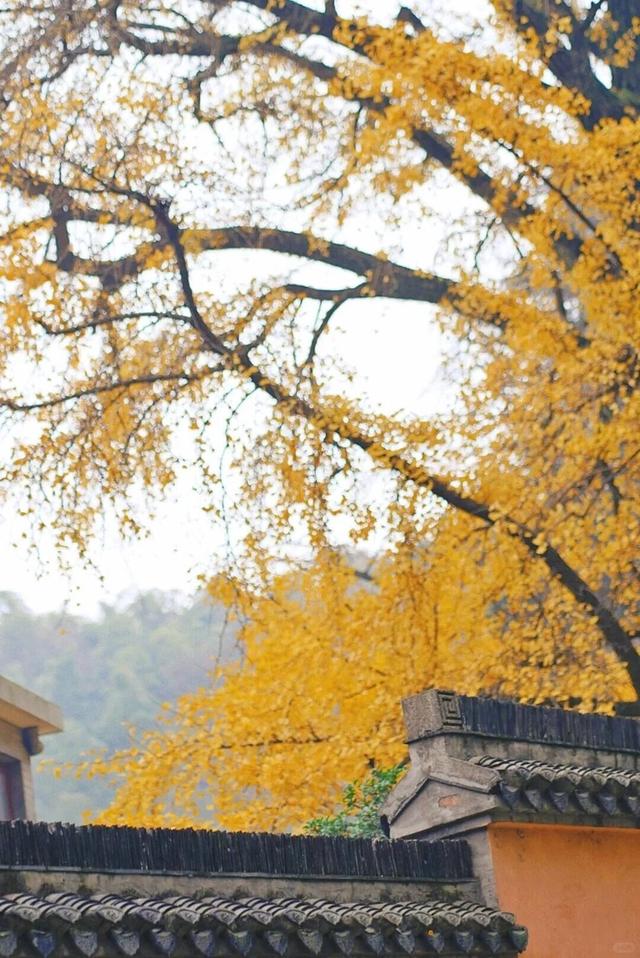 镇江的秋，你给打几分？