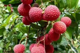 荔枝飘香背后的“科技力”图片