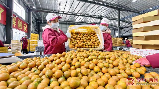 融安县第十六届金桔文化旅游嘉年华活动启幕