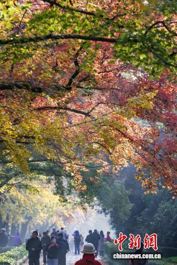 民众走进南京明孝陵石象路 感受“光影中的诗意清晨”