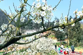 云南广南梨花节开幕 万亩梨花春色浓图片
