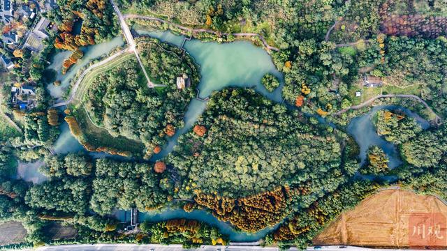 C视觉︱成都这片“水上森林”美到窒息 错过再等一年