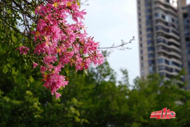 “顶流”回归！近期，福州大量出现