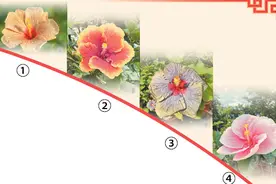 朱槿四季映绿城（一朵花读懂一座城）图片