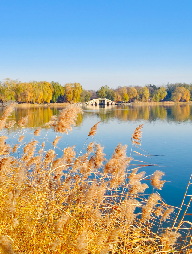 动静皆是景！踏进圆明园的冬日画卷