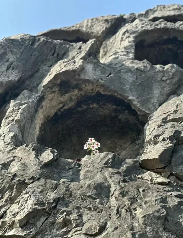 “一生总要去一次龙门石窟”