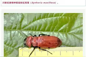 极为罕见！四川又发现新纪录物种图片