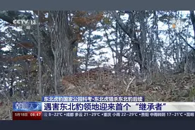 “继承者”来了！东北虎猎杀东北豹后续图片