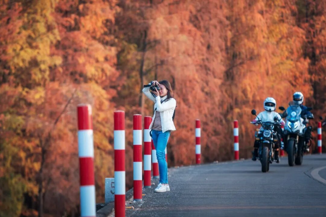 一眼心动的绝美“小森林”，在伦教找到了！