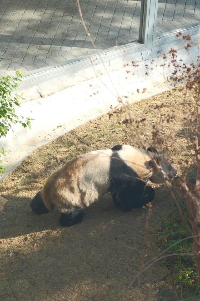 欢迎来到熊猫的家！保姆级攻略请收好！