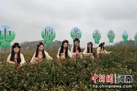 河南桐柏：“中原茶乡”采茶忙图片