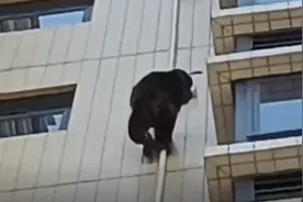 黑猩猩攀爬广东一居民楼？专家：是藏酋猴，下山觅食误入小区图片